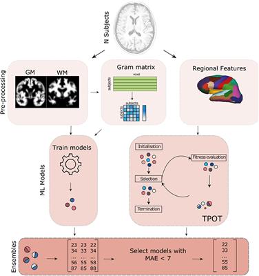 machine learning shallow prediction frontiersin analytics predictive brain competition age using